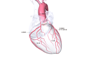 心臓の病気【循環器疾患：冠動脈疾患・不整脈・心臓弁膜症・心筋症】