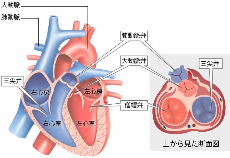 循環器 ザ・ベーシック シリーズ 肺高血圧症/心筋症/弁膜症/急性冠症候群/心臓 メジカルビュー社｜循環器内科｜循環器診療 ザ・ベーシック 肺