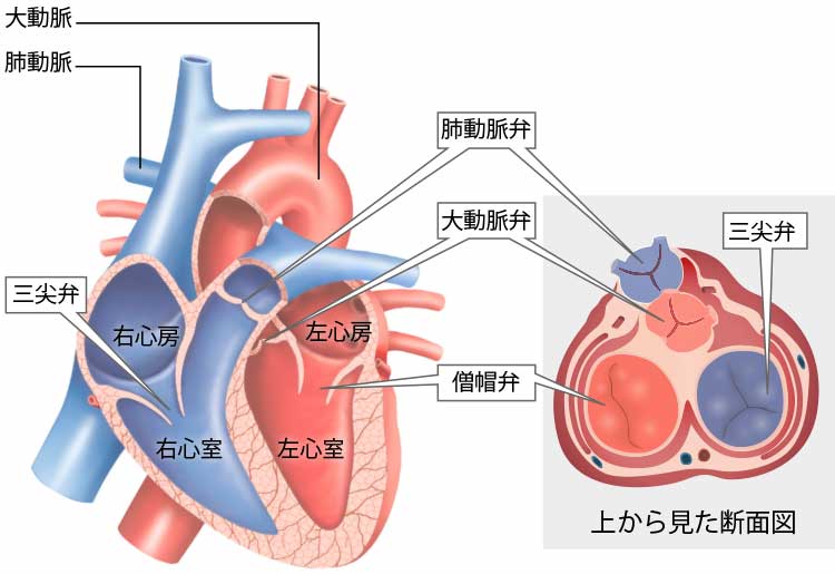 図1.心臓の構造と心臓弁の位置