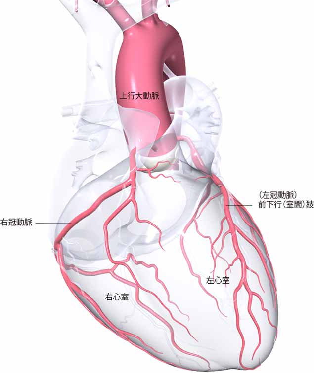 図1．冠動脈の走行